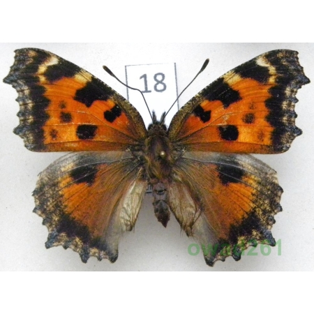 Nymphalis xanthomelas (Esper, 1781) Rusałka drzewoszek Poland18